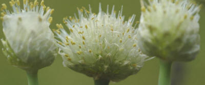 The Welsh Onion - Allium fistulosum - is very similar to the ordinary onion in taste - but does not develop bulbs. The leaves - which are hollow - are used. It is an easy to grow herb.